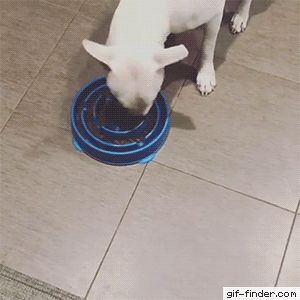 video of a dog flipping a food bowl